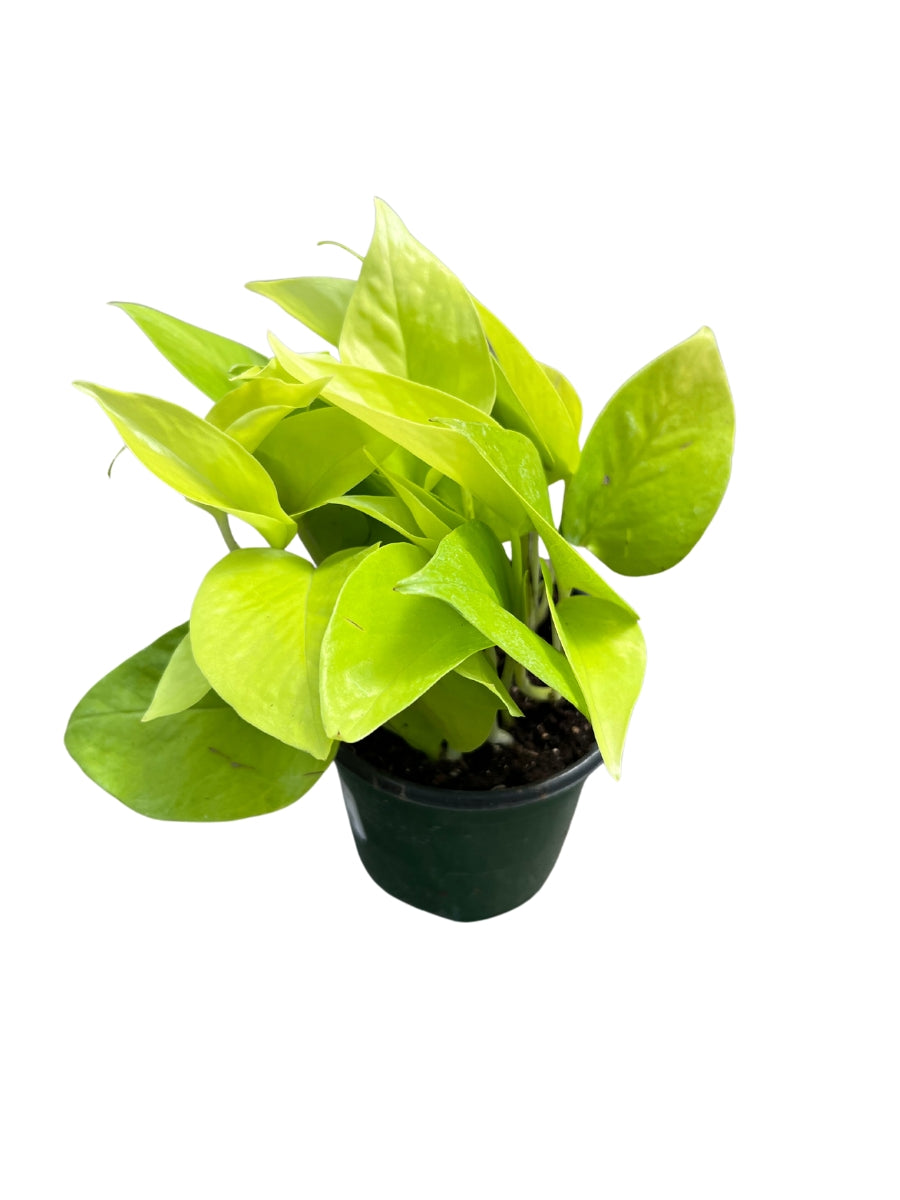 Pothos 'Neon' 4"